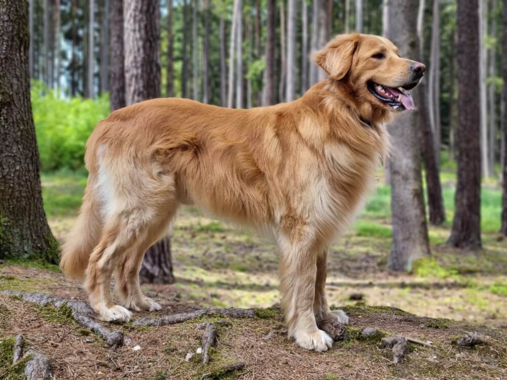 Dog 9